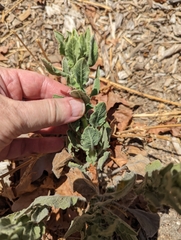 Heterotheca grandiflora
