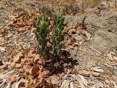 Heterotheca grandiflora