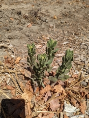 Heterotheca grandiflora