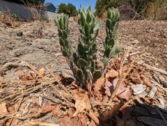Heterotheca grandiflora