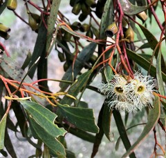 Eucalyptus calycogona