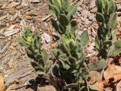 Heterotheca grandiflora