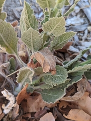 Heterotheca grandiflora