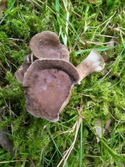 Lentinus substrictus