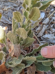 Heterotheca grandiflora