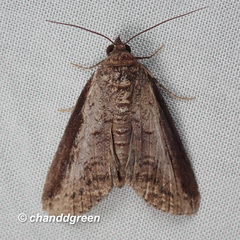 Lophoptera squammigera