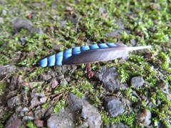 Garrulus glandarius japonicus