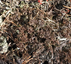 Cladonia crispata crispata