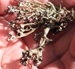 Cladonia crispata crispata