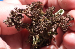 Cladonia crispata crispata