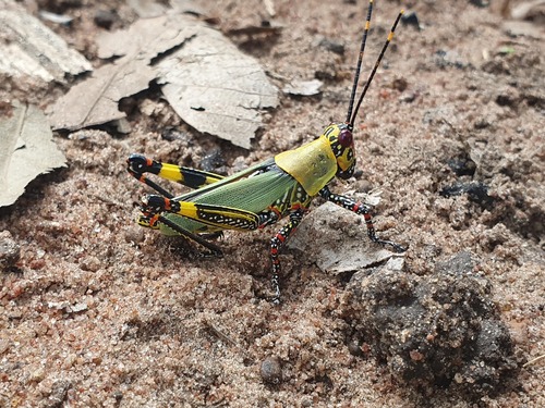 Variegated grasshopper