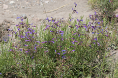 Penstemon gracilentus
