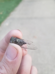 Diceroprocta vitripennis