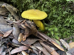 Cortinarius canarius