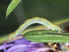 Eupithecia satyrata