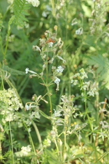 Silene nutans