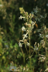 Silene nutans