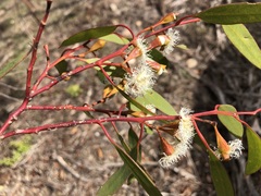 Eucalyptus calycogona