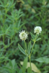 Trifolium montanum