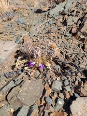 Acanthopsis hoffmannseggiana