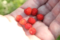 Fragaria vesca