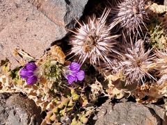 Acanthopsis hoffmannseggiana
