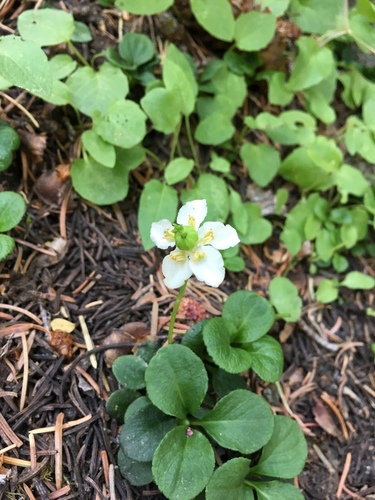 Moneses uniflora iNat (2)
