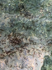 Carebara diversa