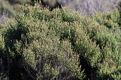Tecticornia arbuscula