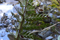 Polystichum herbaceum