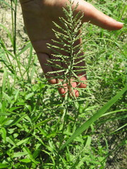 Leptochloa panicoides