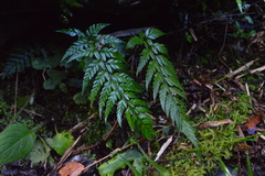 Polystichum herbaceum