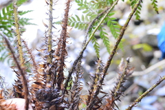Polystichum herbaceum