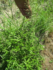 Leptochloa panicoides