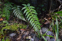 Polystichum herbaceum