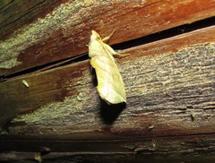 Calyptra thalictri