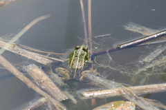 Pelophylax lessonae