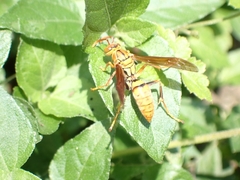 Polistes japonicus