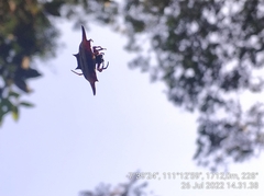 Gasteracantha transversa