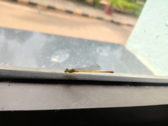 Ceriagrion coromandelianum