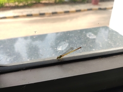 Ceriagrion coromandelianum