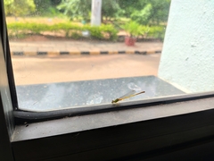 Ceriagrion coromandelianum