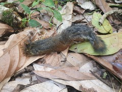 Heliosciurus rufobrachium