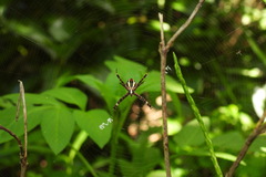 Argiope minuta