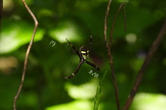 Argiope minuta
