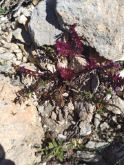 Pedicularis kerneri