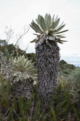 Espeletia pycnophylla