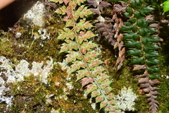 Polystichum acanthophyllum