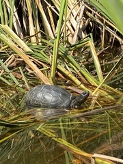 Emys orbicularis orbicularis