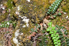 Polystichum acanthophyllum
